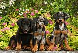 BEAUCERON - PUPPIES 257